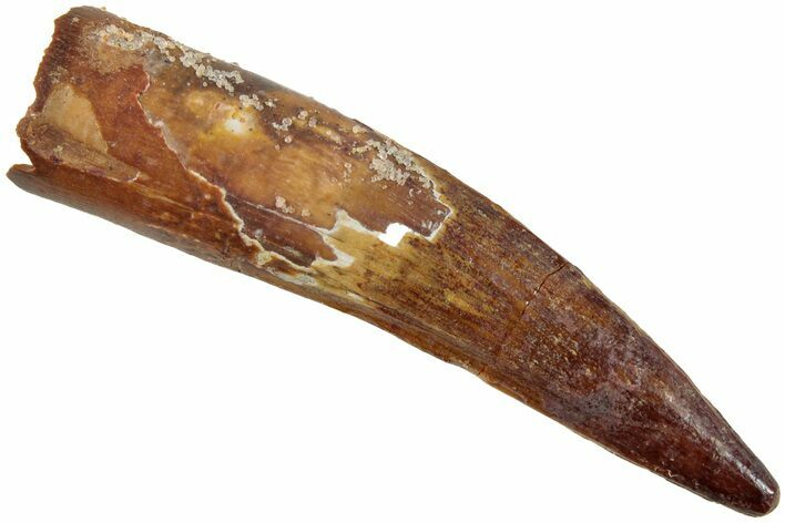 Fossil Spinosaurus Tooth - Real Dinosaur Tooth #237363